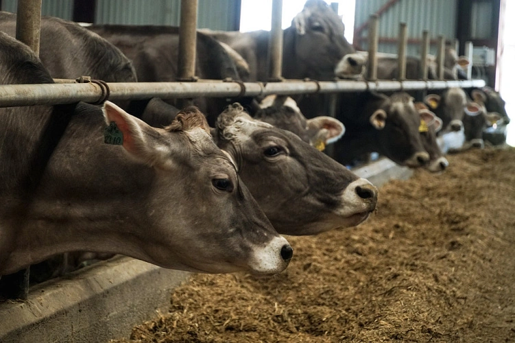 Фото: поголовье коров в колхозе им. Мясникяна