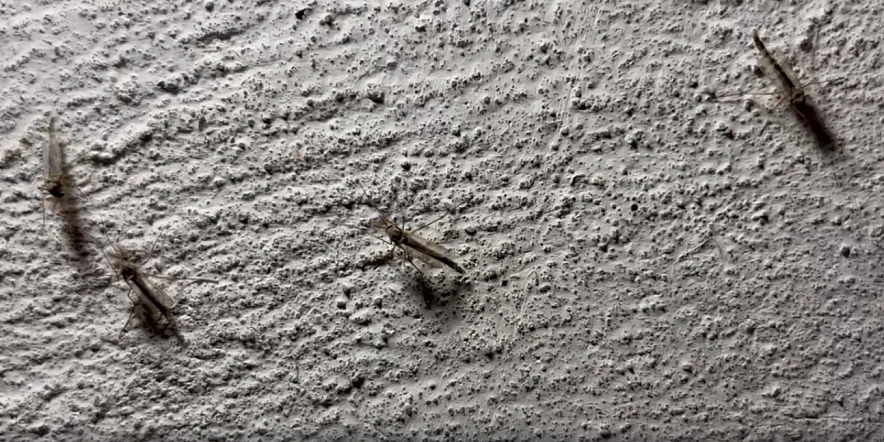 Фото: комары-звонцы // скриншот видео из ТГ-канала "Ёрш. Таганрог"