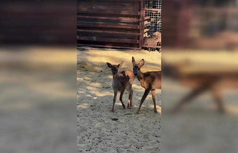 Фото: Парк «Лога»