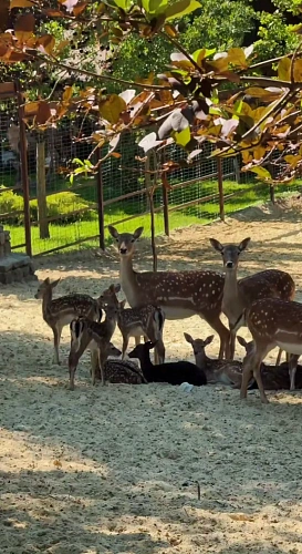 Фото: Парк «Лога»