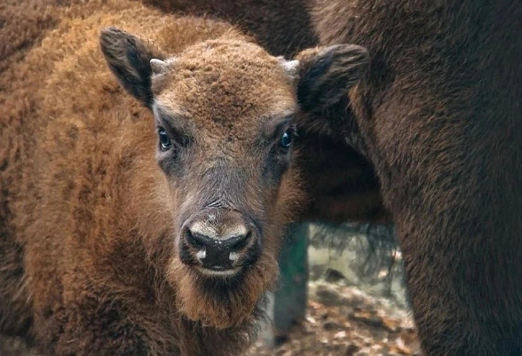 Фото: Ростовский-на-Дону зоопарк