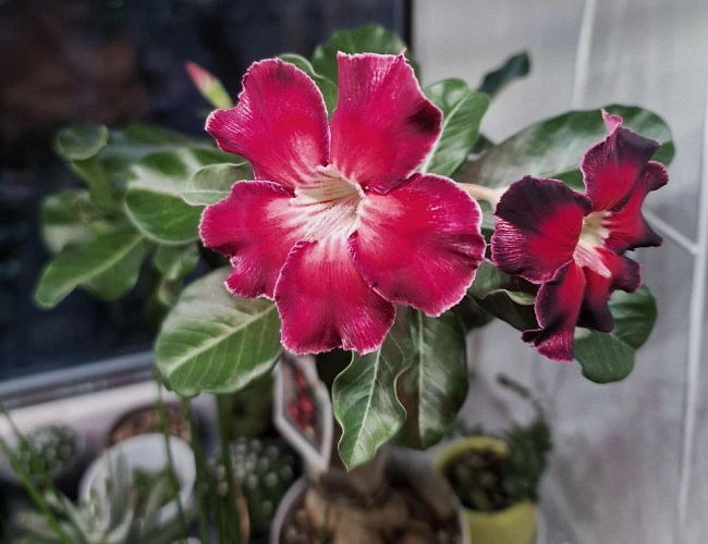 Фото: цветущий адениум // фото Елены Перваевой