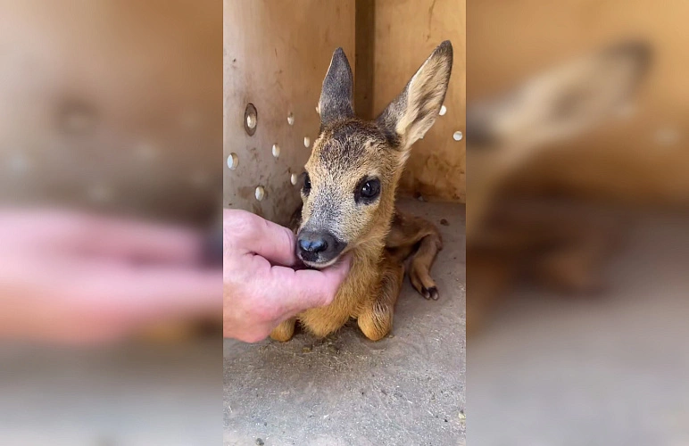 Фото: Парк «Лога»