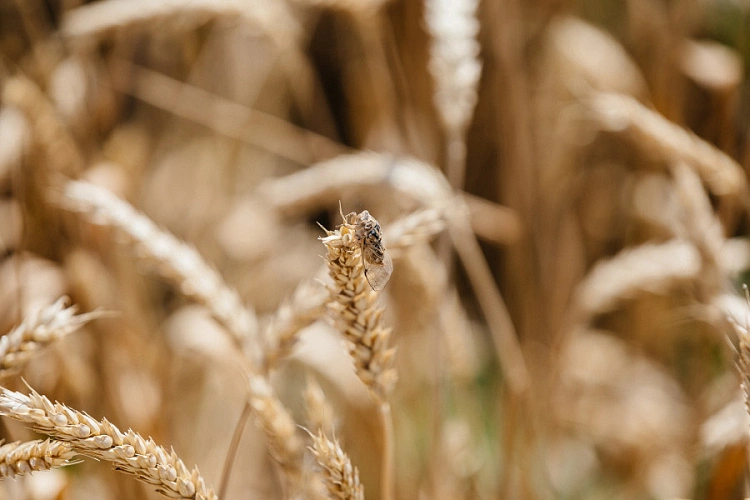 Фото: сбера