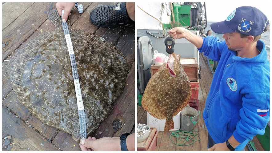 Фото: Учёный измеряет и взвешивает выловленную из Азовского моря камбалу, кадр АзНИИРХ