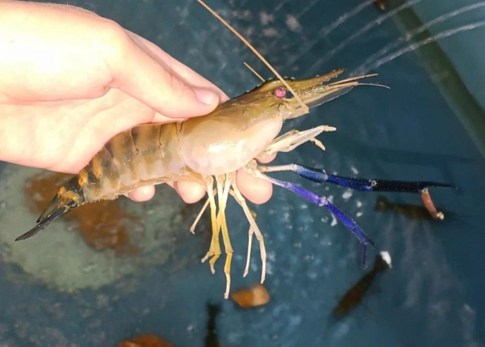 Фото: фото с сайта "АзНИИРХ"