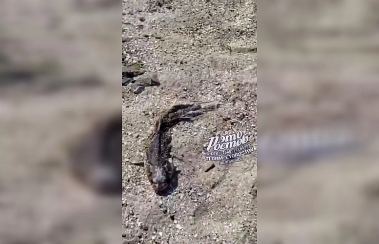 Фото: ТГ канала "Новости Ростова-на-Дону"