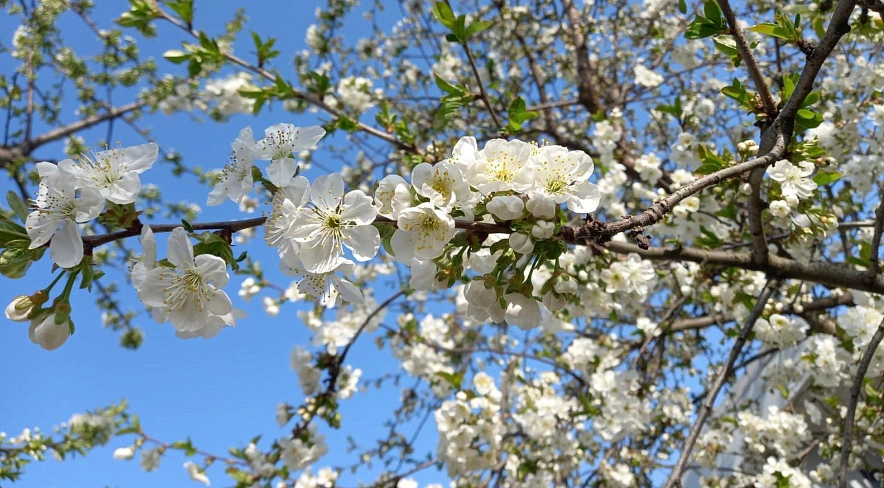 Фото: Цветущие деревья в Ростове, кадр 1rnd