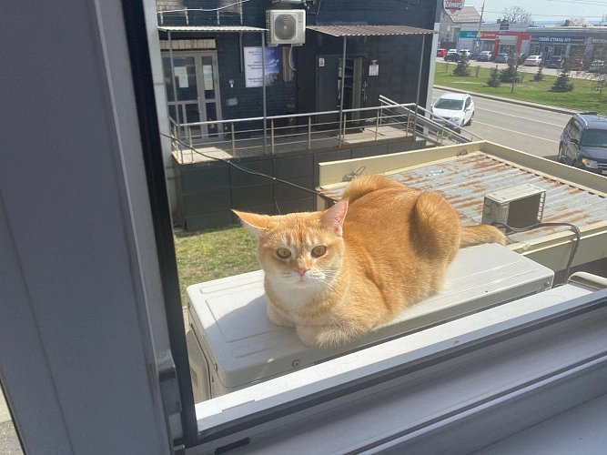 Фото: Даже кошки Ростова намекают, что пора включить кондиционер // кадр 1rnd.ru