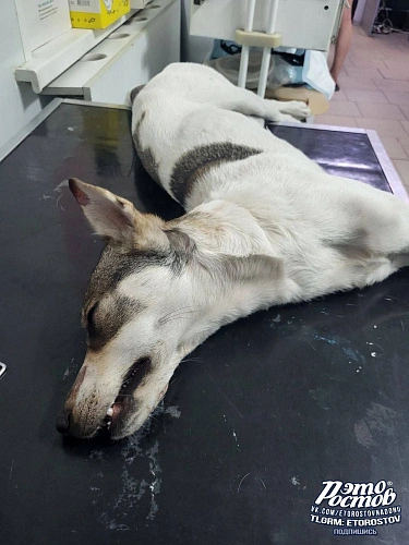 Фото: ТГ канала "Это Ростов новости"