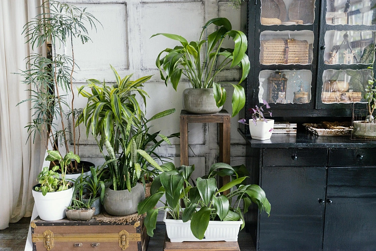 Фото: какие растения завести в квартире // фото с сайта Freepik.com
