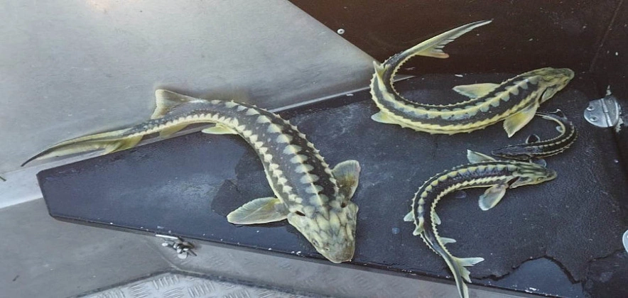 Фото: пресс-службы ПУ ФСБ РФ по РО