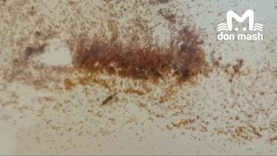 Фото: ТГ канала «Don Mash»