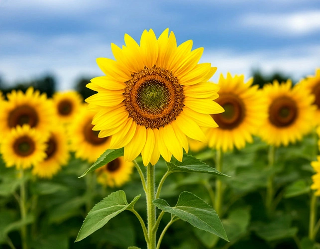 Фото: нейросеть 