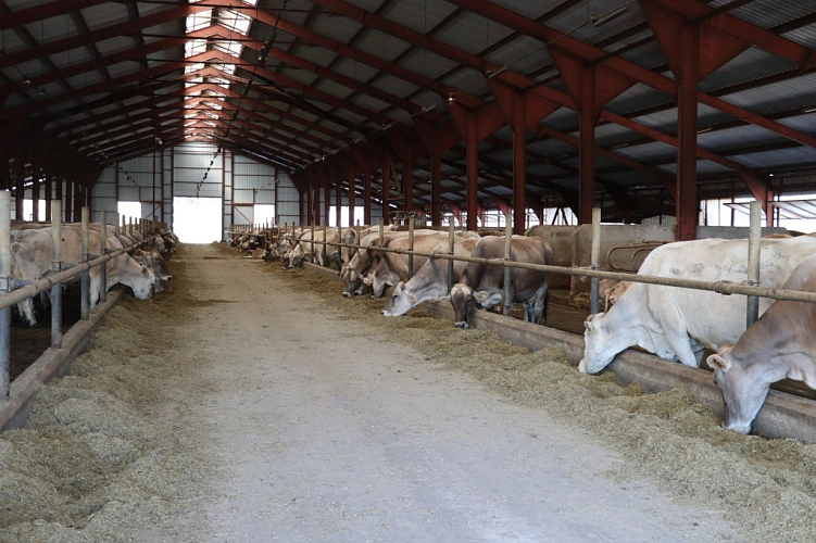 Фото: соцсети Колхоза им. Мясникяна