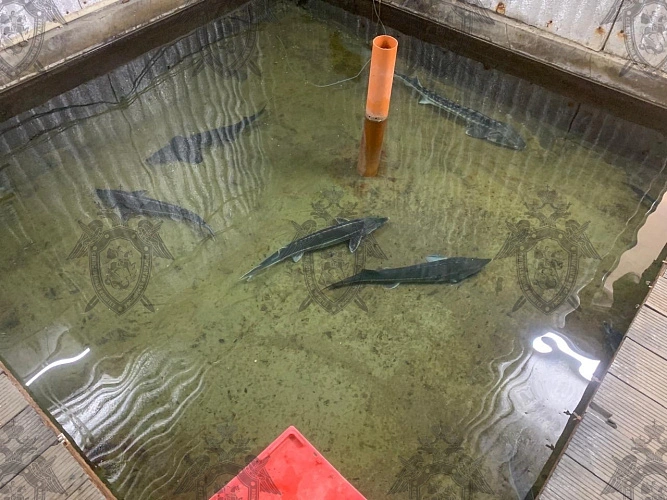 Фото: кадр донского Следкома