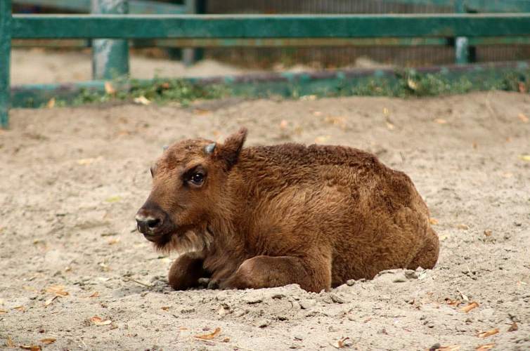 Фото: Ростовский-на-Дону зоопарк