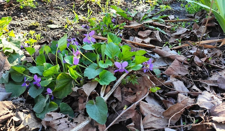 Фото: первые цветы в Ростове, кадр 1rnd