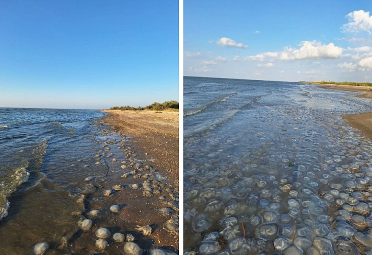 Фото: Азово-Черноморского филиала ГНЦ РФ ФГБНУ «ВНИРО» («АзНИИРХ»)