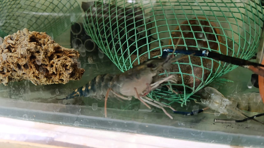 Фото: Азово-Черноморский филиал ФГБНУ ВНИРО