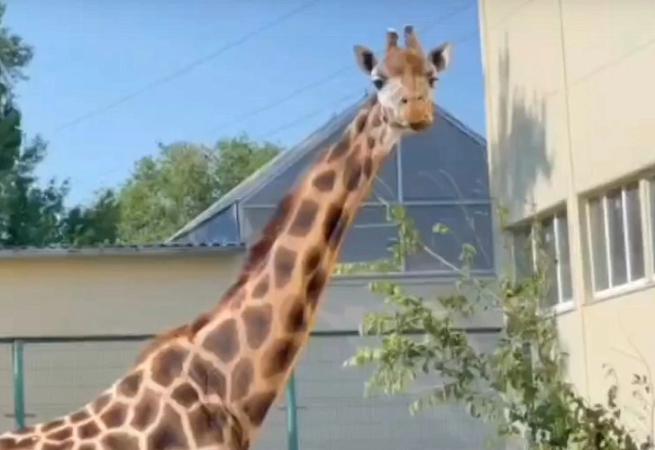 Фото: жираф Елизара \\ кадр зоопарка Ростова