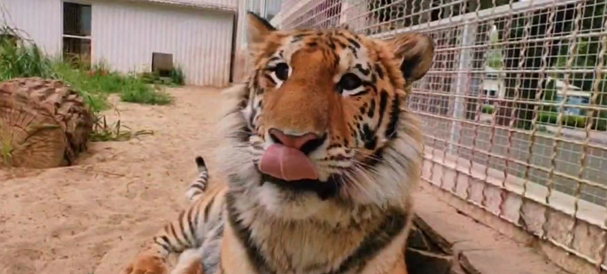 Фото: Жигер // скриншот видео из ТГ-канала Ростовского-на-Дону зоопарка