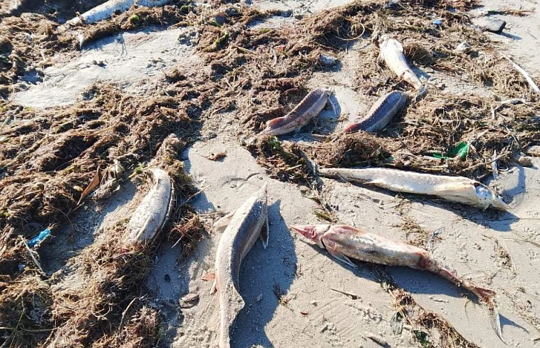 Фото: «Таганрогская правда»