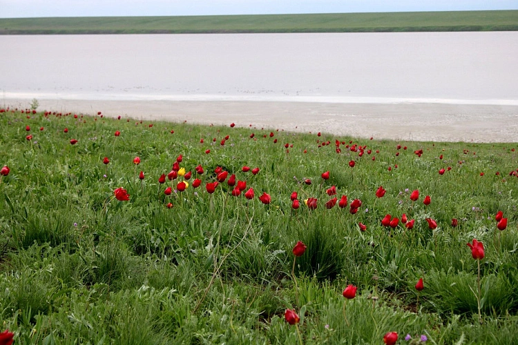 Фото: Фестиваль "Воспетая степь" // фото с сайта правительства РО