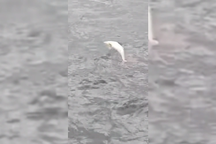 Фото: MDK Ростов