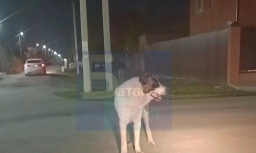 Фото: Батайск город 