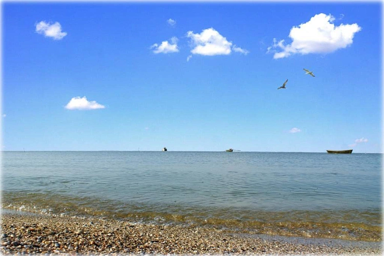 Фото: в Азовском море начался замор рыбы // фото АзНИИРХ