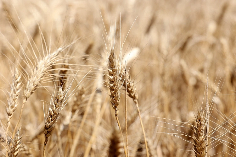 Фото: пресс-служба правительства РО