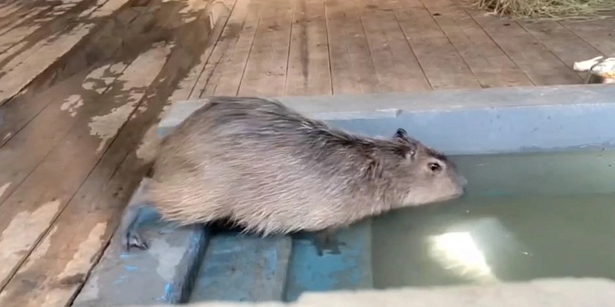 Фото: кадр из видео