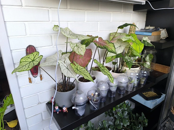 Фото: каладиумы // фото Алины Кеник