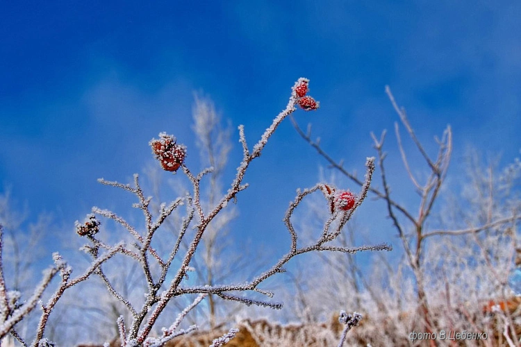 Фото: Владимир Цебенко/Администрация Ростова-на-Дону
