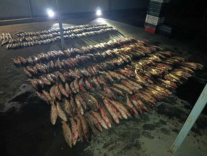 Фото: изъятая рыба // кадры ПУ ФСБ РФ по РО