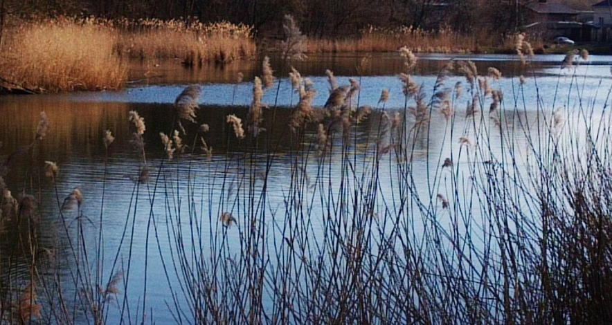 Фото: пруд под Ростовом \\ кадр 2gis.ru