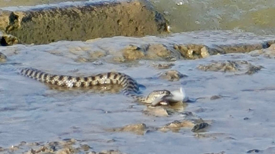 Фото: Одна ядовитая и множество полезных: зоолог ЮФУ рассказал о змеях Ростовской области / фото: 1Rnd