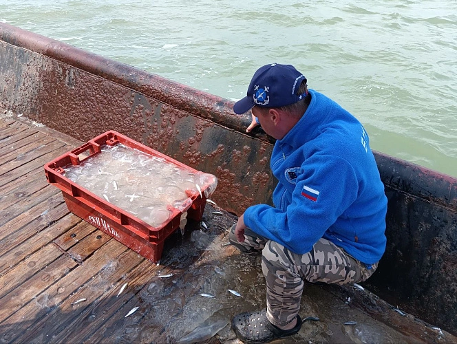 Фото: Азово-Черноморского филиала ГНЦ РФ ФГБНУ «ВНИРО» («АзНИИРХ»)