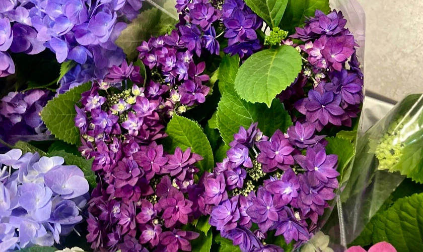 Фото: гортензия // фото Ектерины Булановой