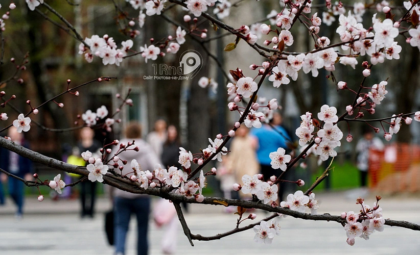 Фото: цветы на Пушкинской в Ростове, кадр 1rnd