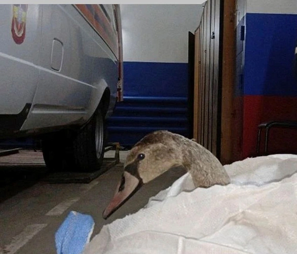 Фото: Администрация Азова