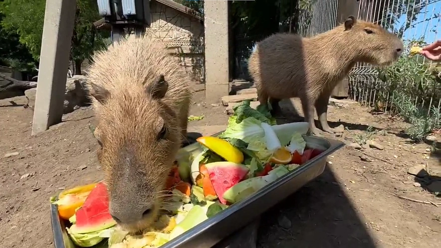 Фото: Южного Парка птиц «Малинки»