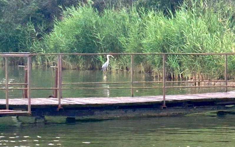 Фото: цапля на Маныче // кадр из архива 1rnd