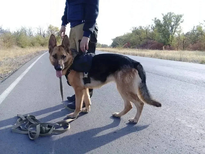 Фото: МВД по Ростовской области 