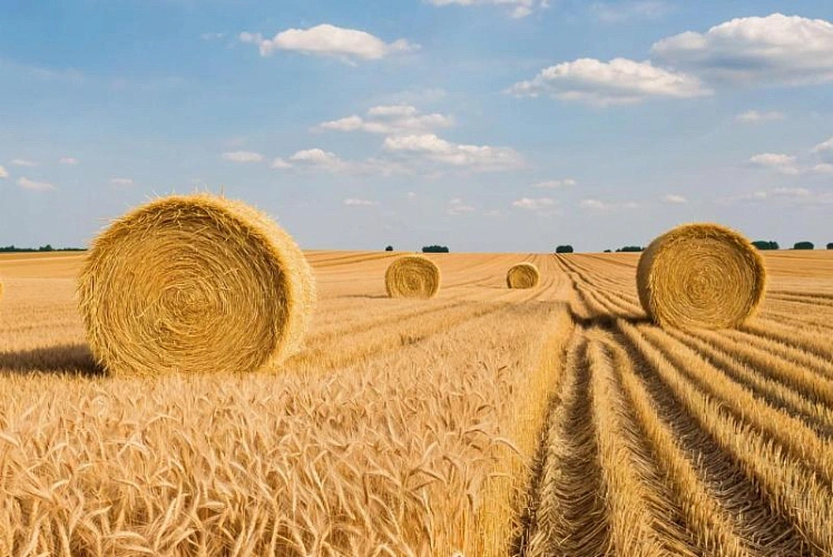 Фото: Нейросеть "Кандинский"