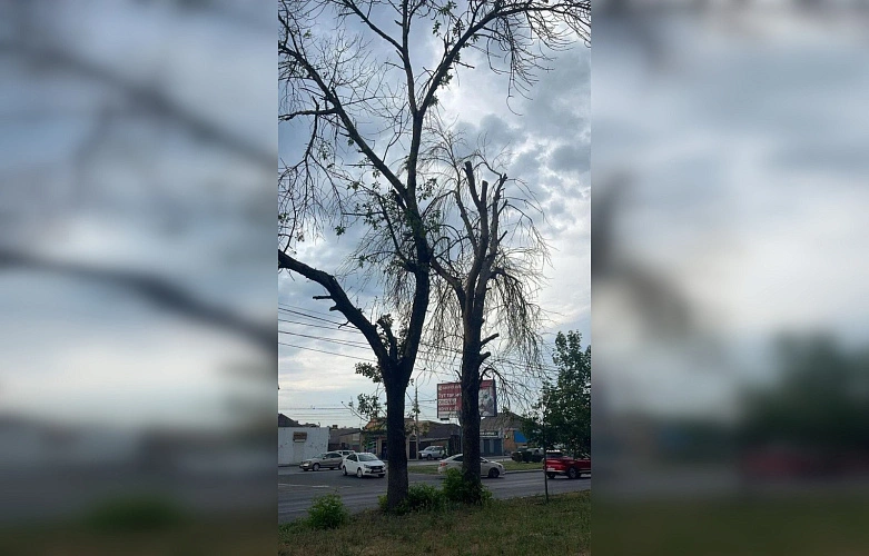 Фото: Администрации города Ростова-на-Дону