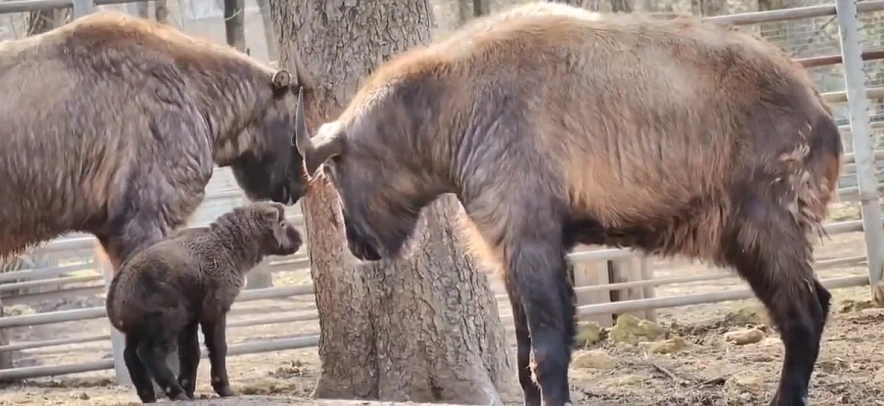 Фото: Ростовский зоопарк