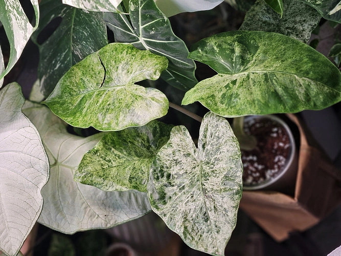 Фото: Алоказия Одора Вариегата Батик // кадр читателя 1rnd