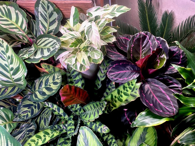 Фото: калатеи // фото Артёма Приходько